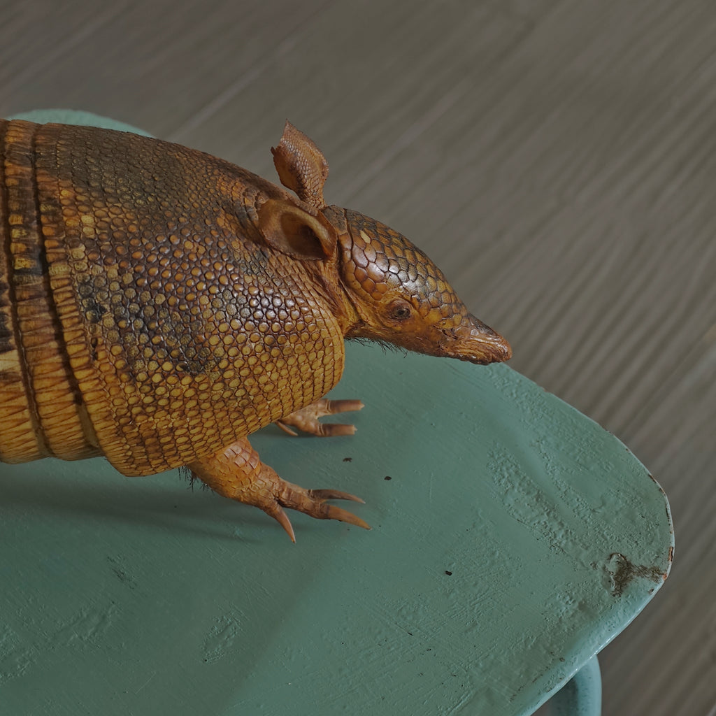 Armadillo