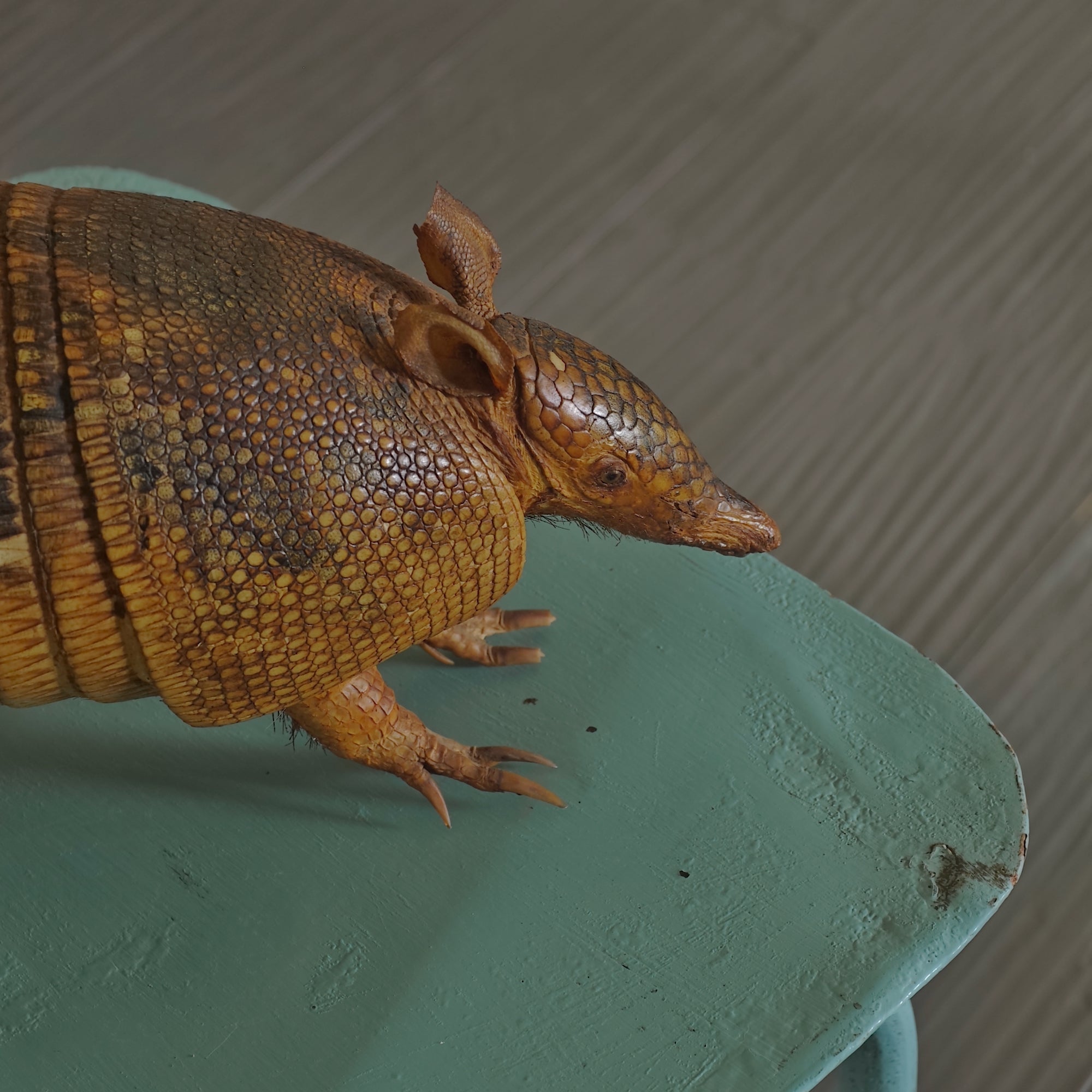 Armadillo