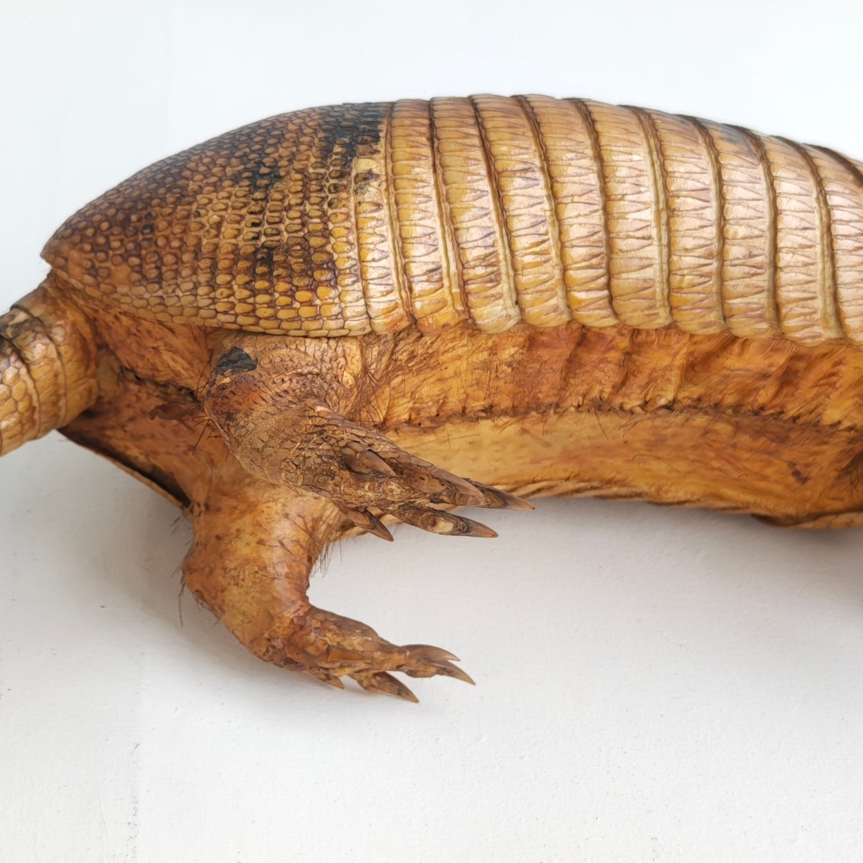 Armadillo