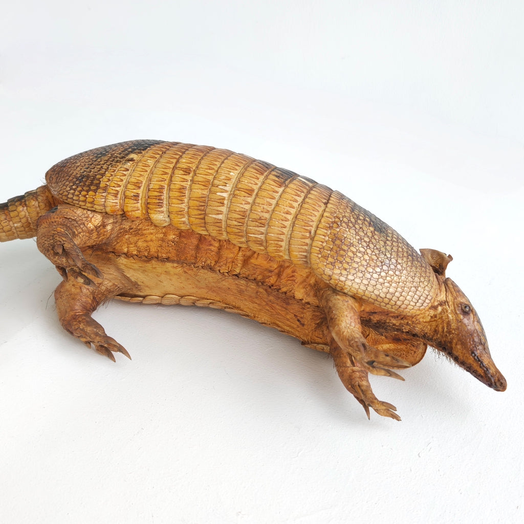 Armadillo
