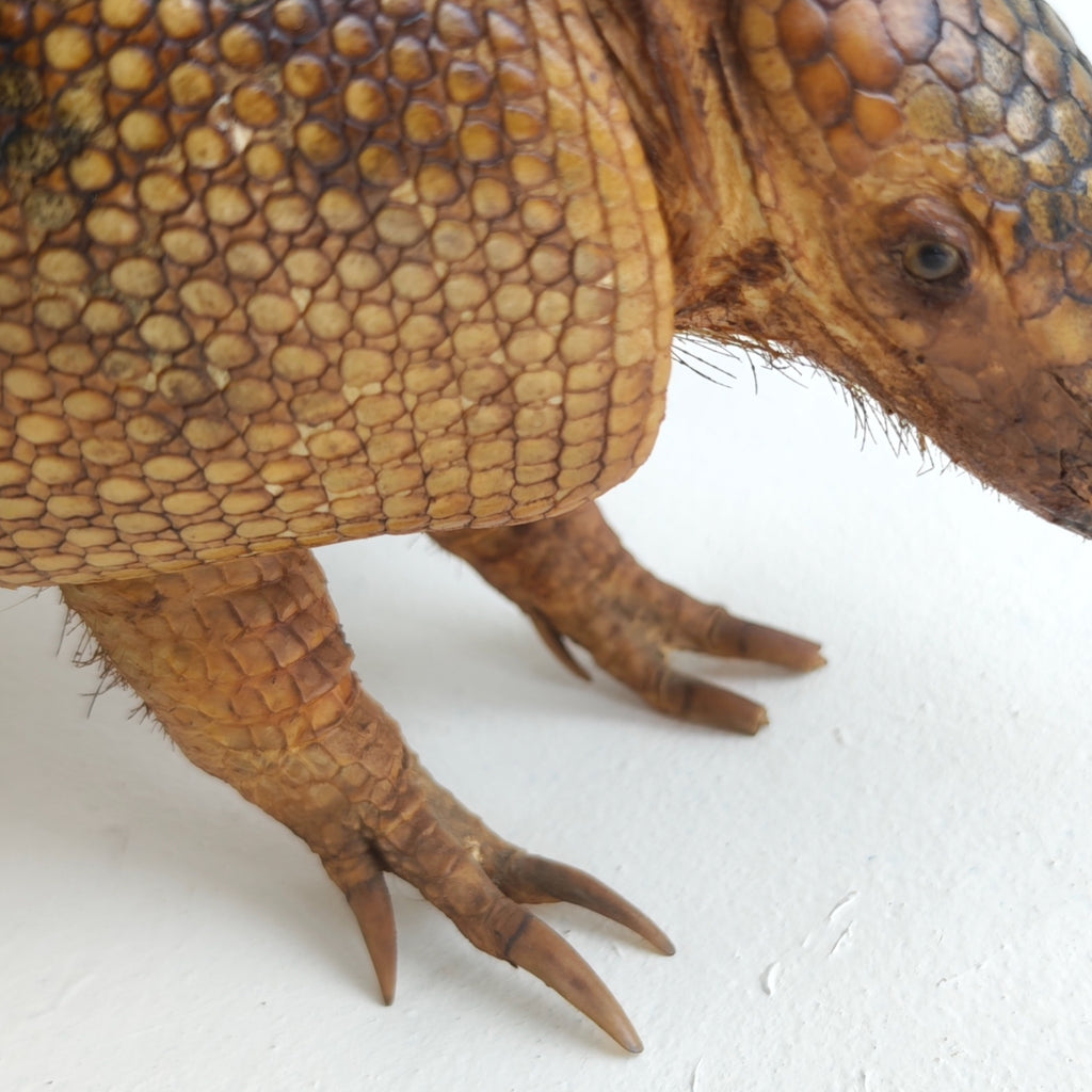 Armadillo