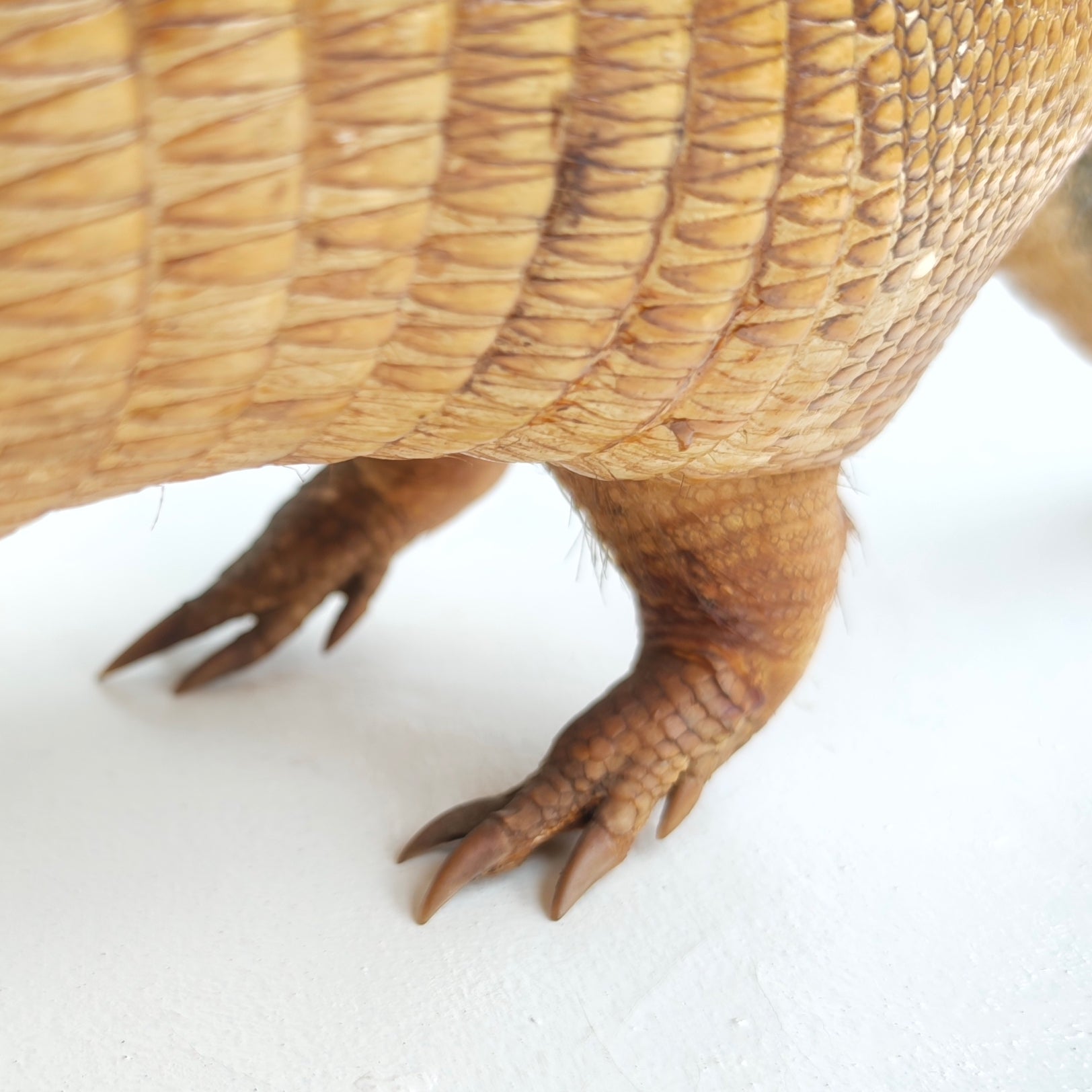 Armadillo