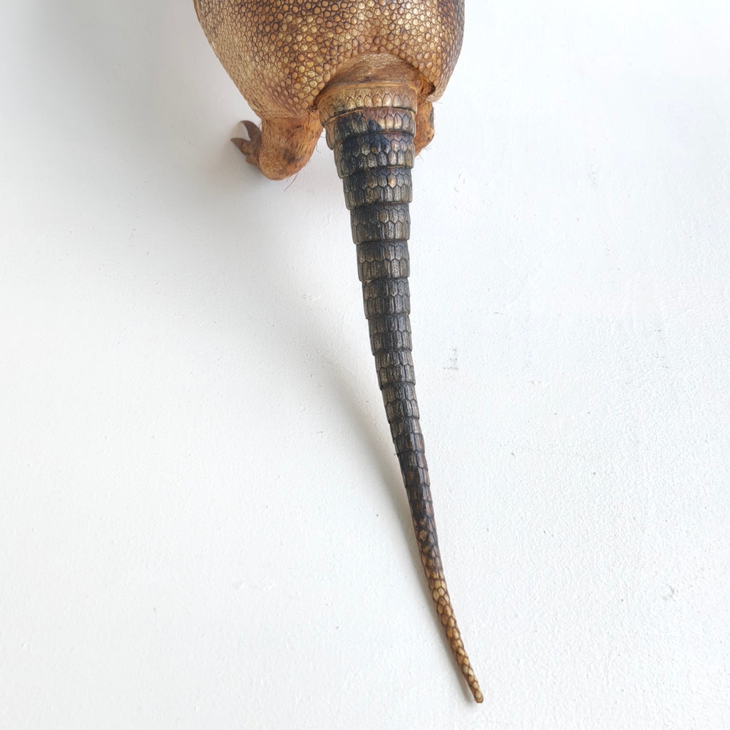 Armadillo