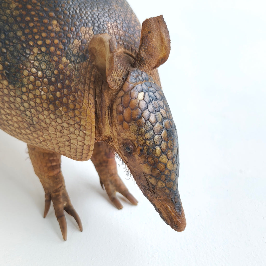 Armadillo