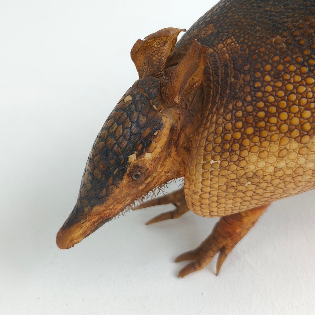 Armadillo