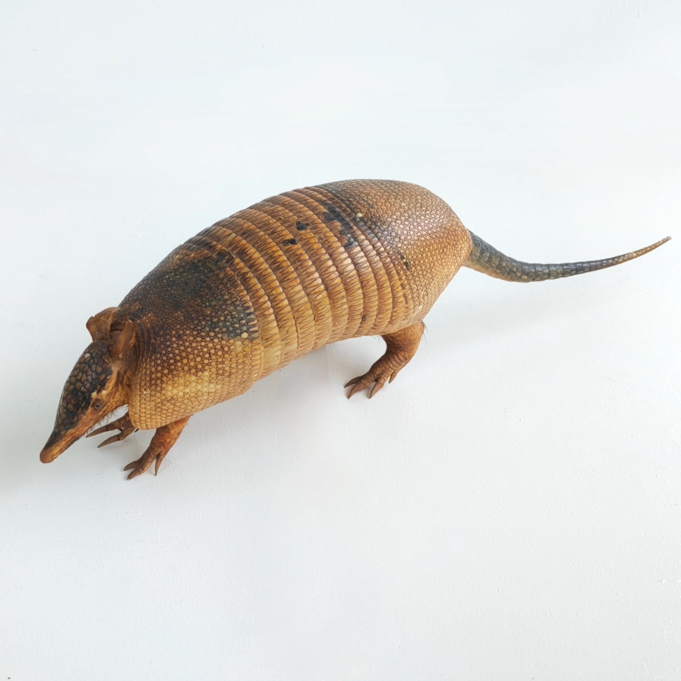 Armadillo