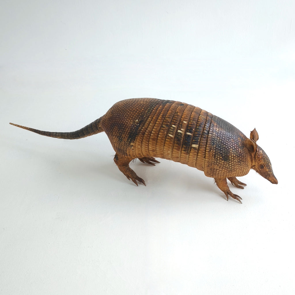 Armadillo